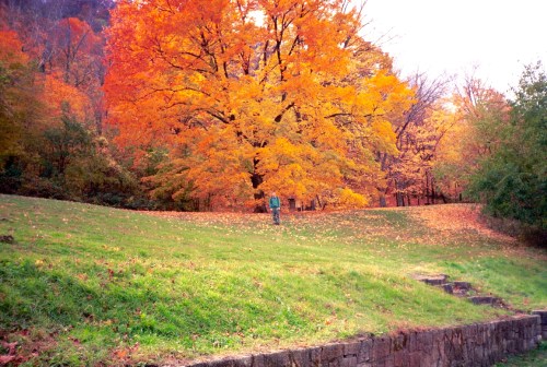 A person walks through a vibrant autumn landscape with a large orange tree and fallen leaves on the ground.