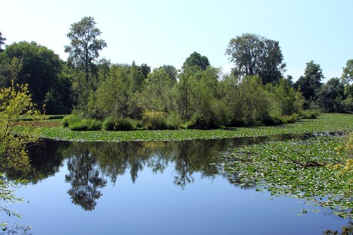 A serene pond surrounded by lush greenery and trees, reflecting the blue sky and vegetation in the calm water.