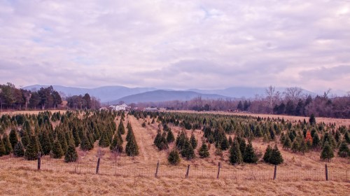 A vast field of evergreen trees stretches towards distant mountains under a cloudy sky.