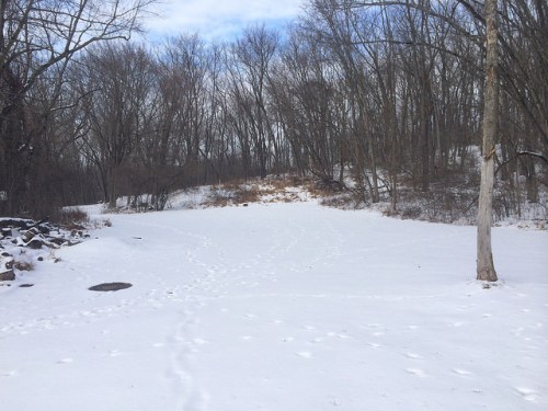 A snowy landscape with bare trees and a gentle slope in the background, featuring animal tracks in the snow.