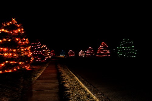 Colorful Christmas trees adorned with lights line a dark pathway, creating a festive nighttime scene.