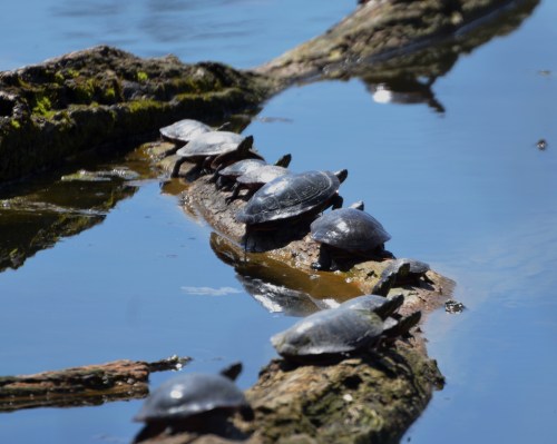 A group of turtles basking on a log in calm water, reflecting their images in the surface.