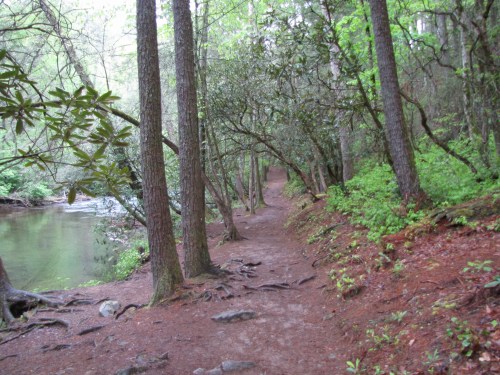 A serene forest path lined with trees, leading alongside a calm river, surrounded by lush greenery.
