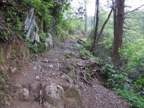 A rocky trail winding through a lush green forest with trees and foliage on either side.