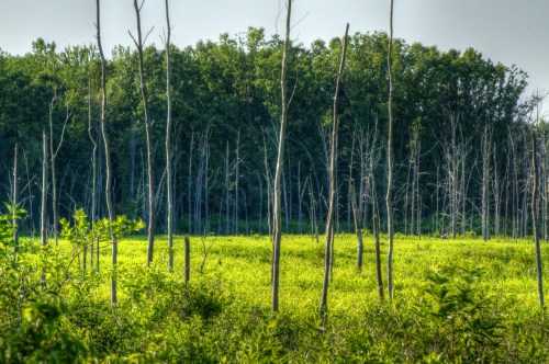 A landscape featuring tall, bare trees in a green field, with a dense forest in the background under a clear sky.