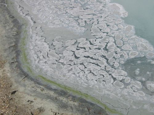 A close-up of a shoreline with textured white salt formations and patches of green algae along the water's edge.