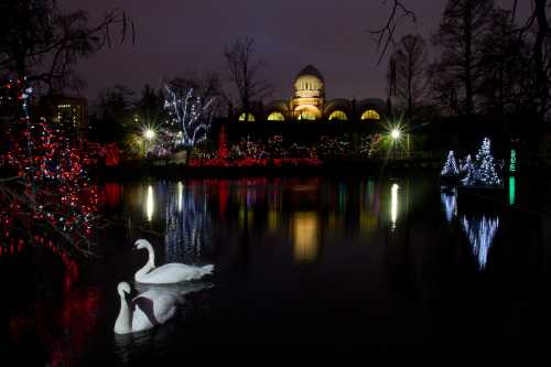 Two swans glide on a dark pond, reflecting colorful holiday lights and a lit building in the background.