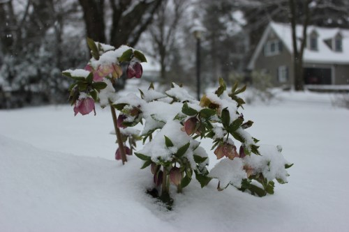 A cluster of pink flowers peeks through a blanket of snow in a winter landscape. A house is visible in the background.