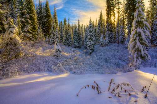 A serene winter landscape with snow-covered trees and a golden sunrise illuminating the scene.