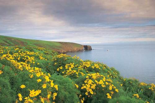 A coastal landscape with vibrant yellow flowers in the foreground and a calm sea under a cloudy sky.