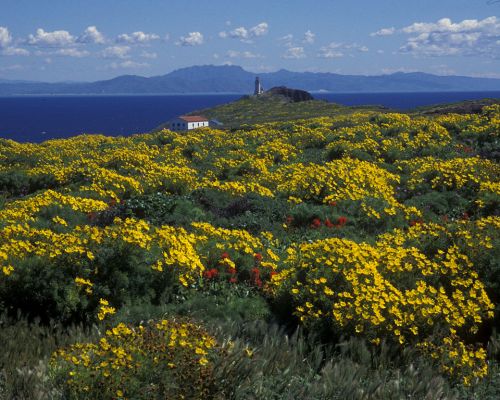 A vibrant landscape of yellow flowers with a distant lighthouse and mountains against a blue sky and ocean.
