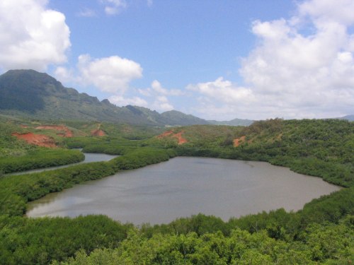 Lush green mangroves surround a calm, muddy lagoon with mountains and blue skies in the background.