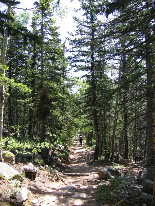 A narrow dirt trail winds through a dense forest of tall green trees and rocky terrain.