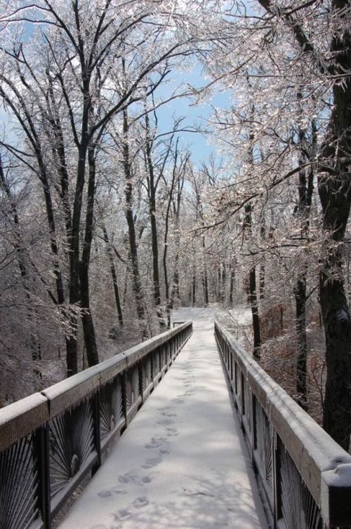 A snow-covered bridge leads through a forest of frosted trees under a clear blue sky. Footprints are visible in the snow.