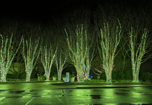 Trees wrapped in green and white lights, reflecting on a wet pavement at night.