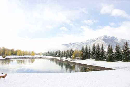 A serene winter landscape featuring a snowy lake, evergreen trees, and a dog walking along the shore under a cloudy sky.