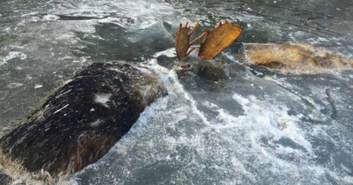 A moose partially submerged in icy water, with its antlers and fur visible above the surface.