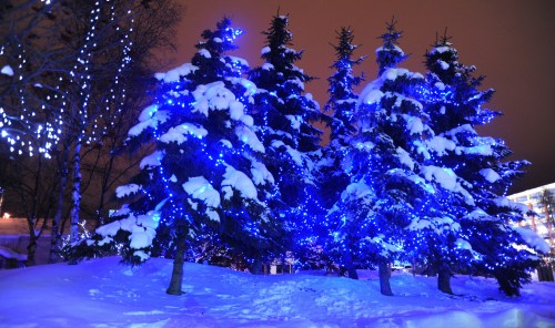 Snow-covered trees adorned with blue lights, creating a festive winter scene at night.