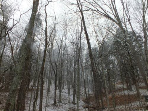 A snowy forest scene with bare trees and a misty atmosphere, creating a serene winter landscape.
