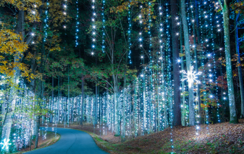 A winding road surrounded by trees adorned with sparkling blue and white lights, creating a magical atmosphere.