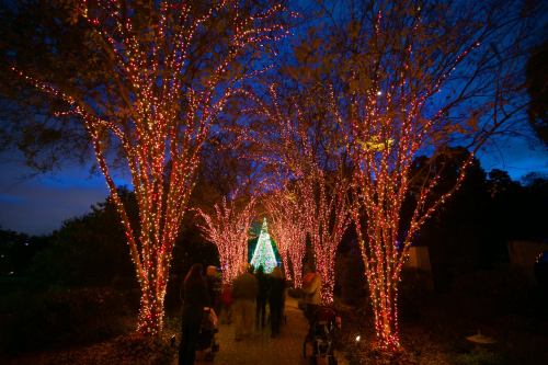 A festive pathway lined with trees adorned in colorful lights, leading to a glowing Christmas tree in the distance.