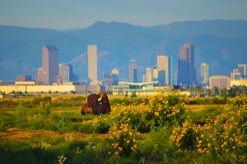 A bison grazes in a field of flowers with a city skyline and mountains in the background.