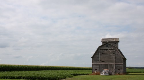 A weathered barn stands beside a field of corn under a cloudy sky, with an old car parked nearby.