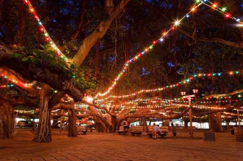 A beautifully lit tree with colorful lights at night, creating a cozy atmosphere in a park setting.