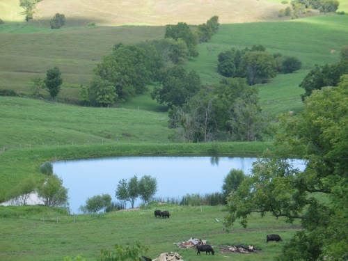 A serene landscape featuring a pond surrounded by green fields and trees, with cows grazing nearby.