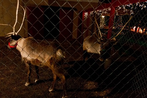 Two reindeer with antlers stand behind a fence, surrounded by festive decorations and soft lighting.