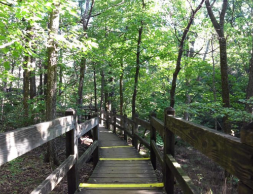 A wooden boardwalk winding through a lush green forest with sunlight filtering through the trees.
