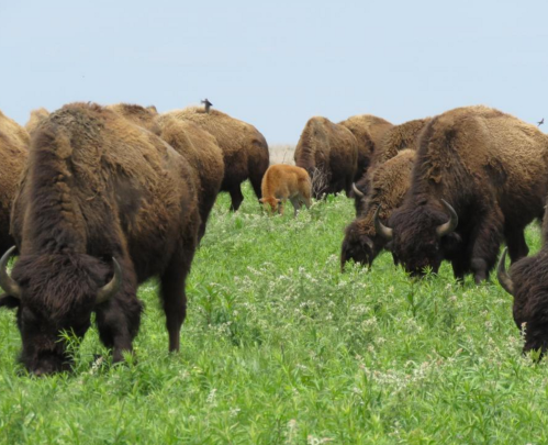 A herd of bison grazing in a green field, with a young calf visible among them.