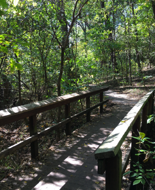 A wooden bridge leads through a lush, green forest with sunlight filtering through the trees.