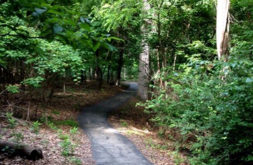 A winding path through a lush green forest, surrounded by trees and foliage.