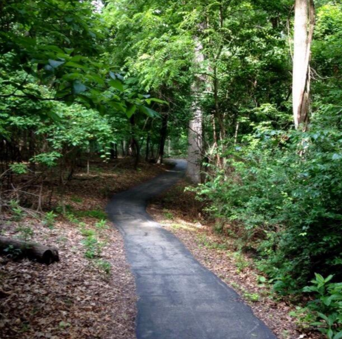 A winding path through a lush green forest, surrounded by trees and foliage.