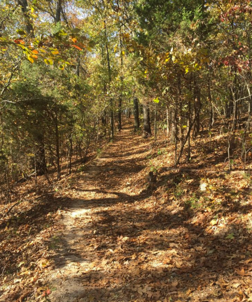 A winding dirt path through a forest, surrounded by trees with autumn leaves scattered on the ground.