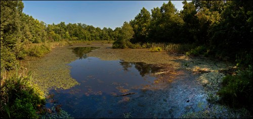 A serene pond surrounded by lush greenery and trees, with lily pads floating on the water's surface.