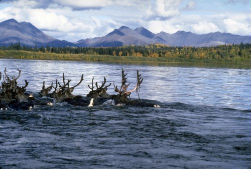 A group of moose swimming in a river with mountains and trees in the background under a cloudy sky.