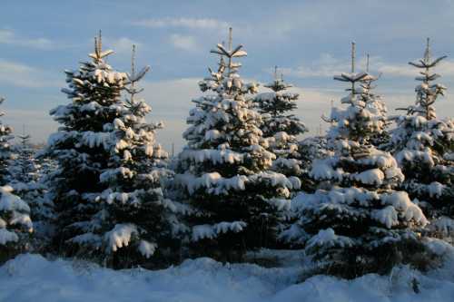 Snow-covered evergreen trees under a clear sky, creating a serene winter landscape.