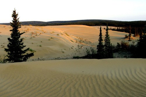 A serene desert landscape with rolling sand dunes and sparse trees under soft sunlight.