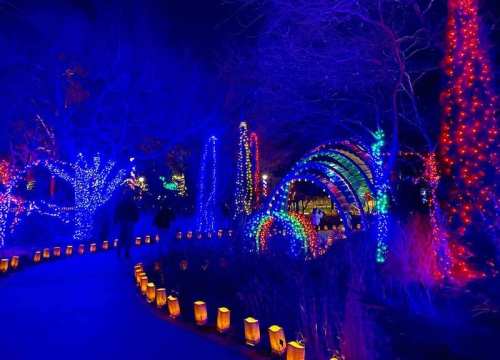 A vibrant display of blue and colorful lights illuminates a pathway, creating a festive atmosphere in a winter garden.
