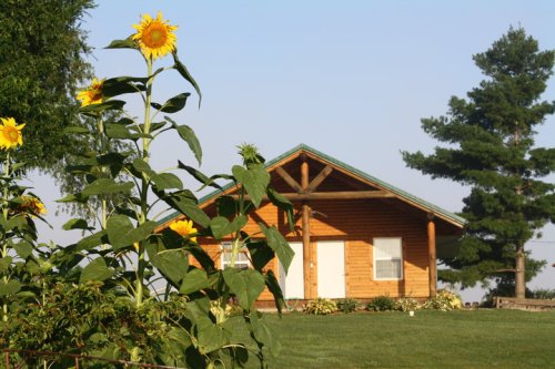 A wooden cabin surrounded by green grass and tall sunflowers under a clear blue sky.