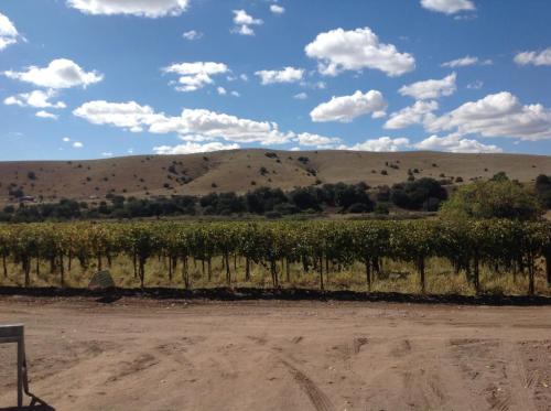 A scenic vineyard with rows of grapevines, set against rolling hills and a blue sky with fluffy clouds.