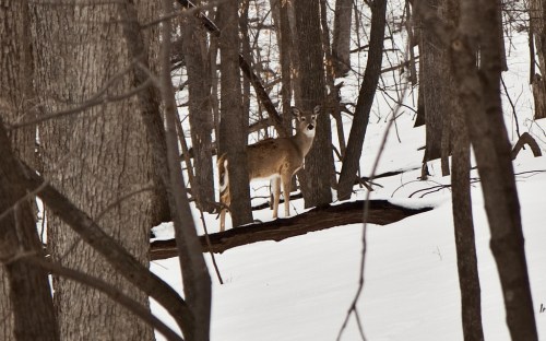 A deer stands among trees in a snowy forest, partially hidden by branches.