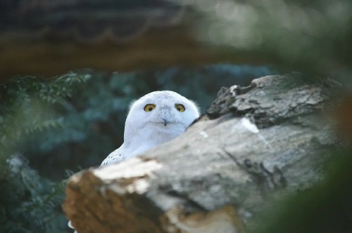 A white owl with bright yellow eyes peeks out from behind a log, surrounded by greenery.