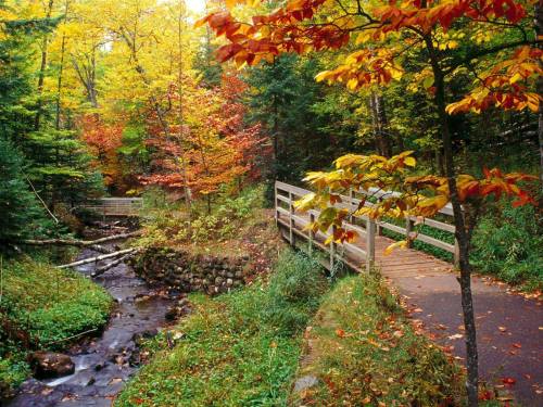 A serene forest scene with vibrant autumn foliage, a small stream, and a wooden bridge crossing over it.