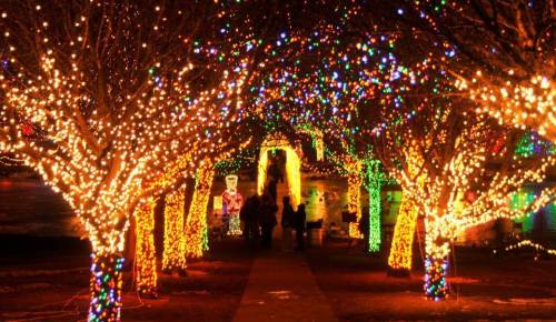 A festive pathway lined with colorful holiday lights on trees, creating a magical atmosphere at night.
