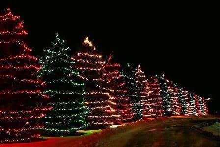 A row of Christmas trees illuminated with red and green lights against a dark night sky.