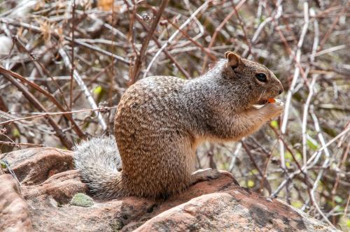 A squirrel sitting on a rock, holding a small piece of food, surrounded by dry branches and foliage.
