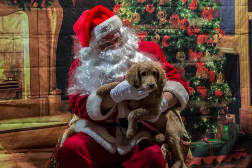 Santa Claus in a red suit holds a golden puppy, sitting in front of a festive Christmas backdrop with decorations.